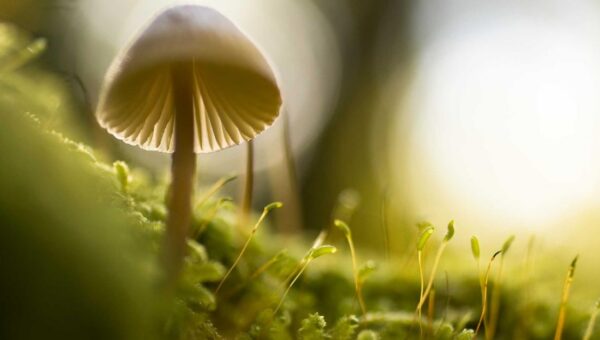 6倍KV缓存压缩零精度损失：谷歌TurboQuant技术如何提升智能体运行效率