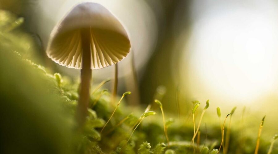 6倍KV缓存压缩零精度损失：谷歌TurboQuant技术如何提升智能体运行效率